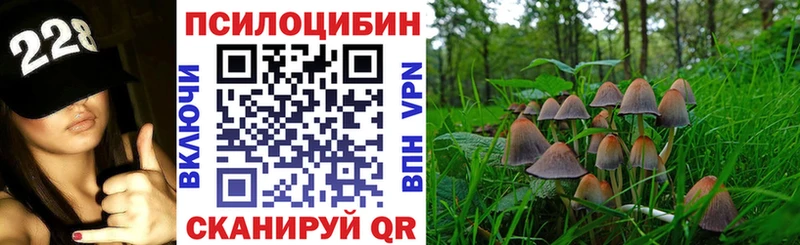 Галлюциногенные грибы Psilocybine cubensis  цены   Великий Новгород 